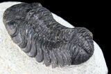 Bargain, Austerops Trilobite - Ofaten, Morocco #84713-4